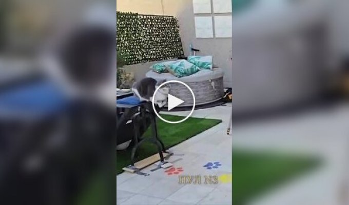 Кот совершил самый длинный в мире прыжок