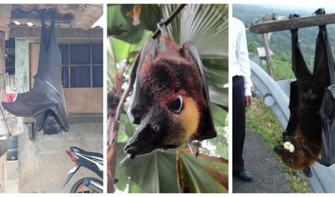 На Филиппинах живут летучие мыши огромного размера (7 фото)