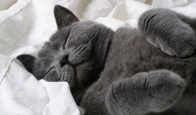 Теории о том, почему коты любят спать на людях (4 фото)