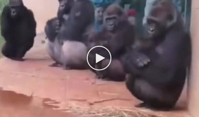 How do gorillas react to cold?