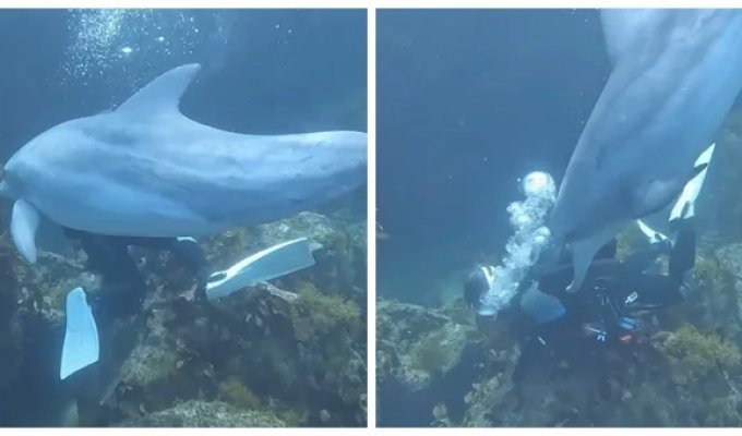 A sex-addicted dolphin stalks bathers in search of love (9 photos + 1 video)