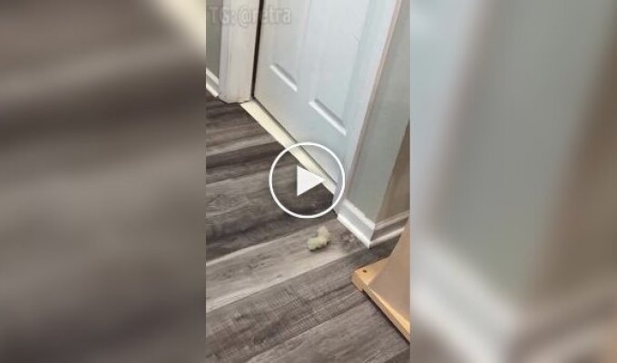 Кот сам себя развлекает