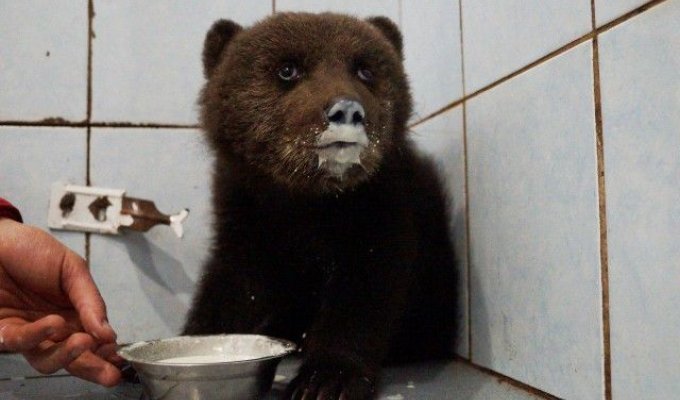 Спасение медвежонка в Ленинградской области (4 фото)