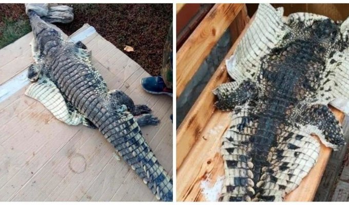 Российский браконьер выловил в реке крокодила, но не растерялся и попытался его разделать (3 фото)