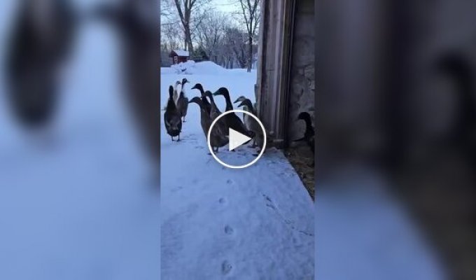 Погуляли и хватит