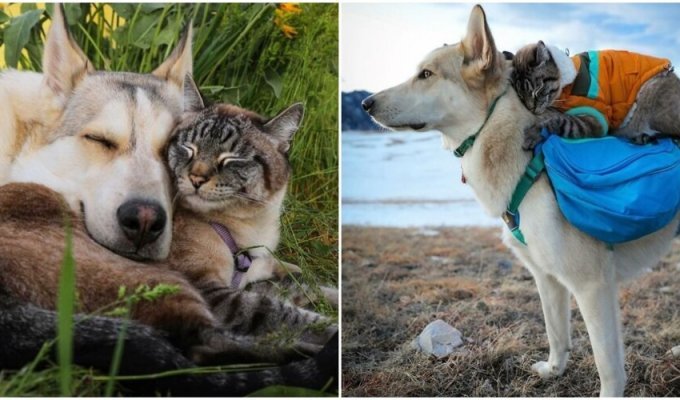 Dog and cat travel with their owners (23 photos)