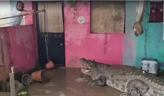 Crocodiles have flooded an Indian city, but the locals have nowhere to run from them (5 photos)