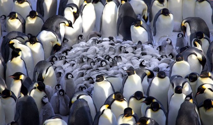 Как греются пингвины (10 фото)