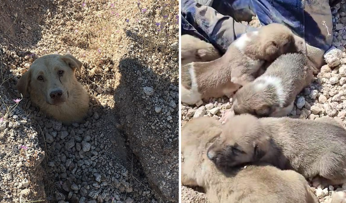 Турок спас собаку и семеро ее щенят, погребенных под оползнем (6 фото + 1 видео)