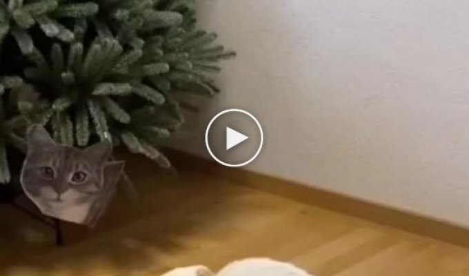 Another effective way to protect a Christmas tree from a cat