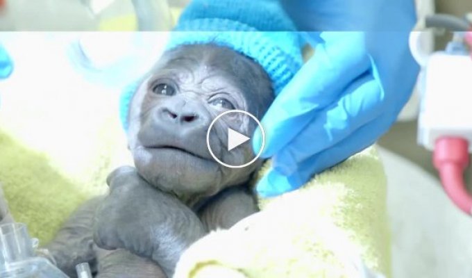 Детеныша горилла спасли при помощи уникальной операции