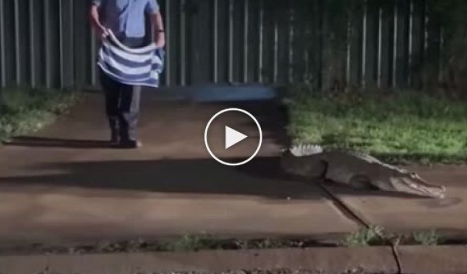 Полицейский укрощает крокодила полотенцем