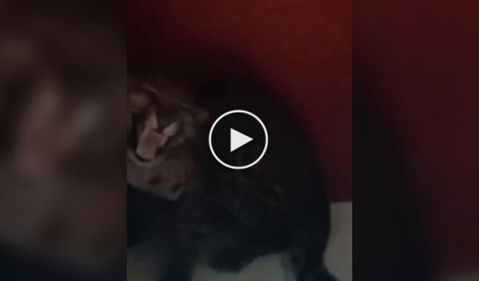 Леопард пробрался в отель в Индонезии