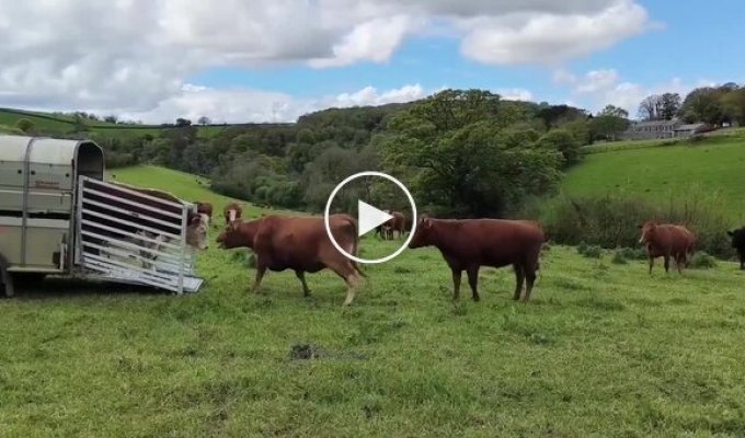Корови зустрічають бика Самсона