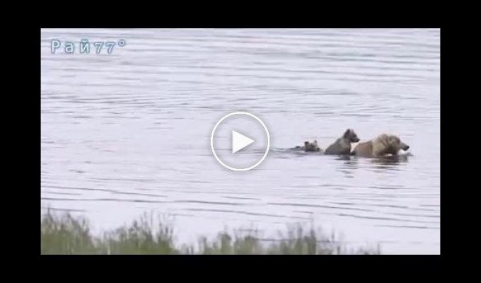 Медвежье семейство, пересекающее реку в заповеднике