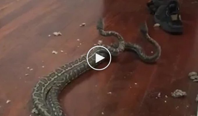 Эти змеи не могли найти подходящего места для выяснения своих отношений. Австралия