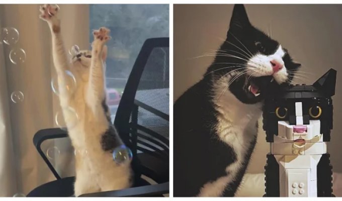 30 фотографий, на которых коты выглядят как герои артхаусного кино (31 фото)