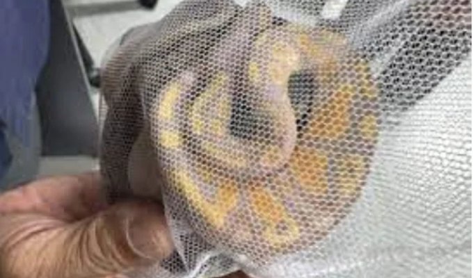 Питон в штанах никого в Таиланде уже не удивляет (6 фото)