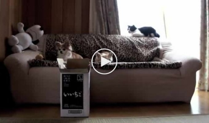 Кот и картонная коробка