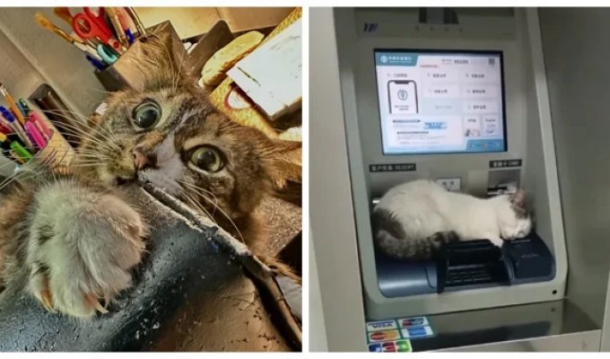 25 котиков, которые следят за дедлайнами и настроением (26 фото)