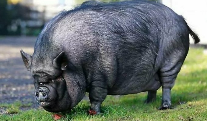 Rescue services freed a 200-kilogram pig from an apartment (4 photos)