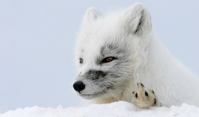 Why are arctic foxes the main hooligans of the Arctic? (8 photos + 1 video)