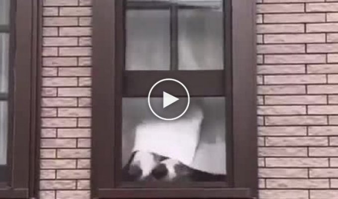 Забавные собаки с любопытными носами смотрят на улицу