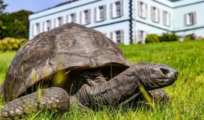 Знаменитая 193-летняя черепаха Джонатан была втянута в денежную аферу (3 фото)