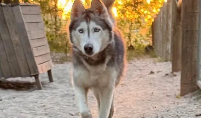 Хаски вернулась домой спустя 12 лет. Все благодаря микрочипу (3 фото)