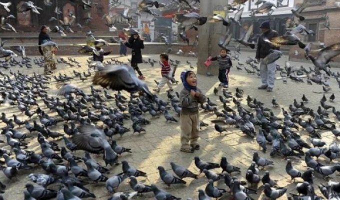 City authorities' sanctions against pigeons: how the bird of peace has offended People (11 photos)