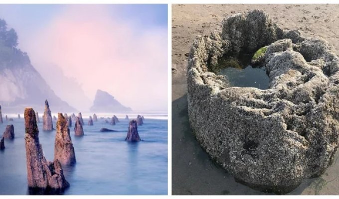 Лес-призрак Несковин – мистический страж орегонского побережья (24 фото + 1 видео)