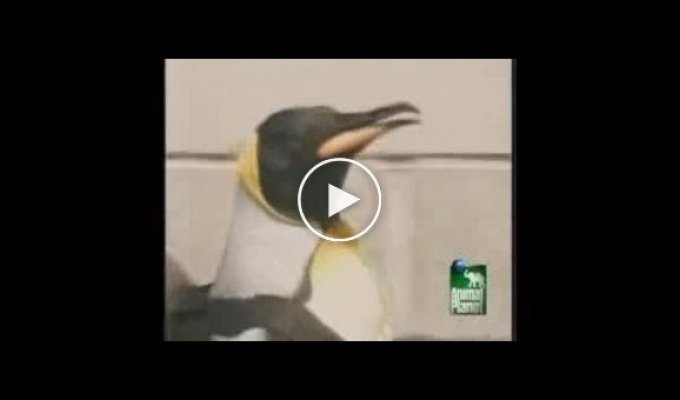 Японский пингвин