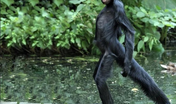 Павукоподібні мавпи: їхній хвіст став повноцінною третьою рукою (12 фото)