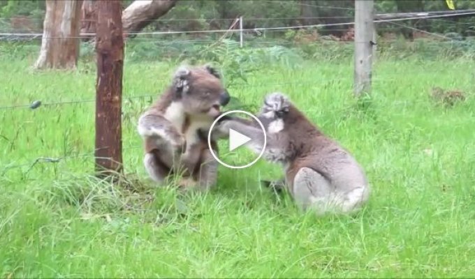Разборки коал