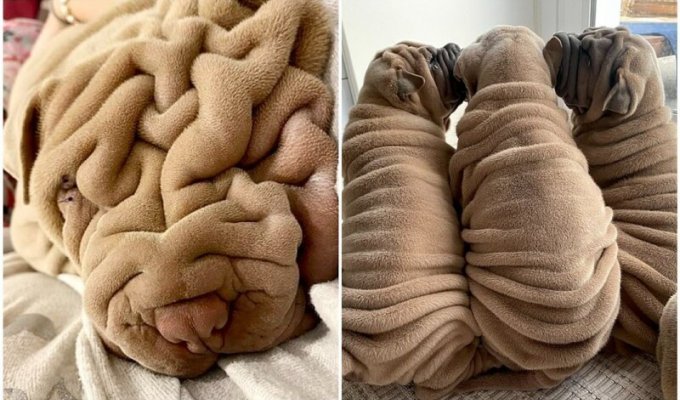 Собака или плед? Пользователей сети очаровал морщинистый шарпей (13 фото)
