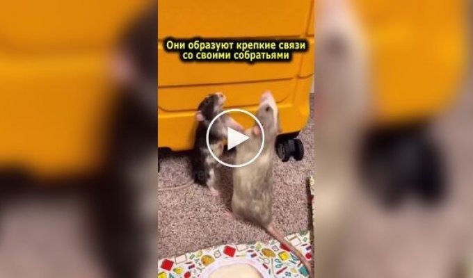 3 причины, почему крысы — хорошие животные