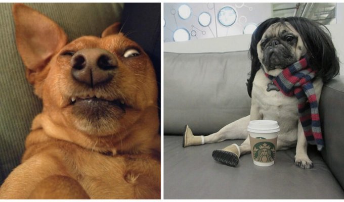 25 смешных собак в фотоподборке "Я и похмелье" (26 фото)