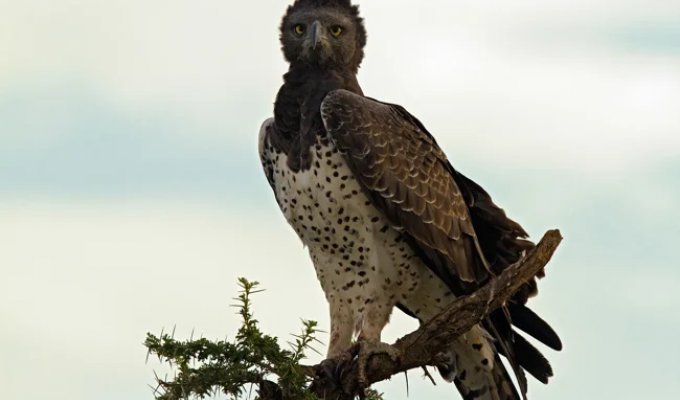 Facts from the Life of a Martial Eagle (12 photos)