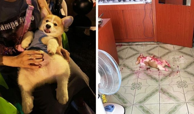 Интернет умилил щенок, который объелся фруктами и инсценировал свою смерть (10 фото)