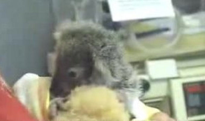 Крошечная коала завтракает