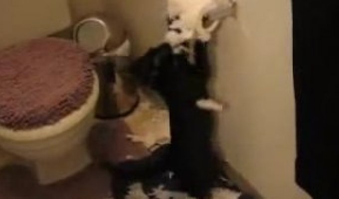 Кошка-убийца туалетной бумаги