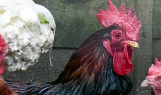 Crowed 90 Times in an Hour and a Half: An 80-Year-Old Briton Was Fined for Crowing a Rooster (2 photos)