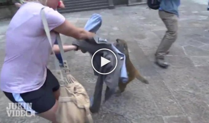Хитрые обезьяны против наивных туристов