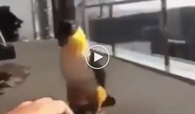 Папуга весело танцює лезгинку