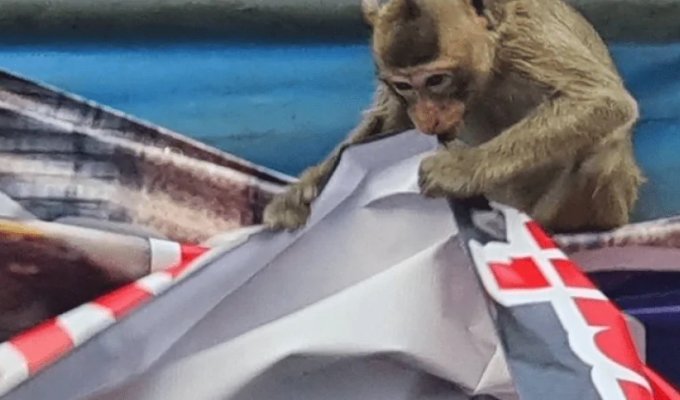 Зграя мавп втекла з притулку і намагалася "захопити" відділення поліції (2 фото + 1 відео)