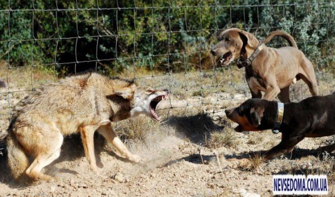 Собаки против койота