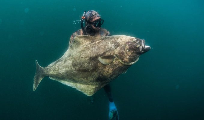 Halibut: symmetry is for losers! (7 photos)