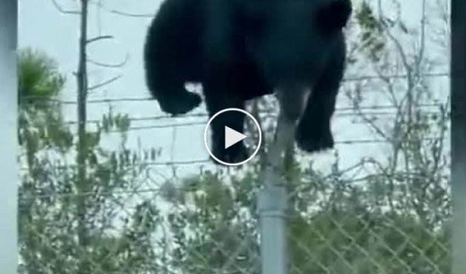 Медведь и забор