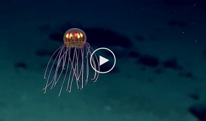 В Марианской впадине обнаружили новый вид медуз