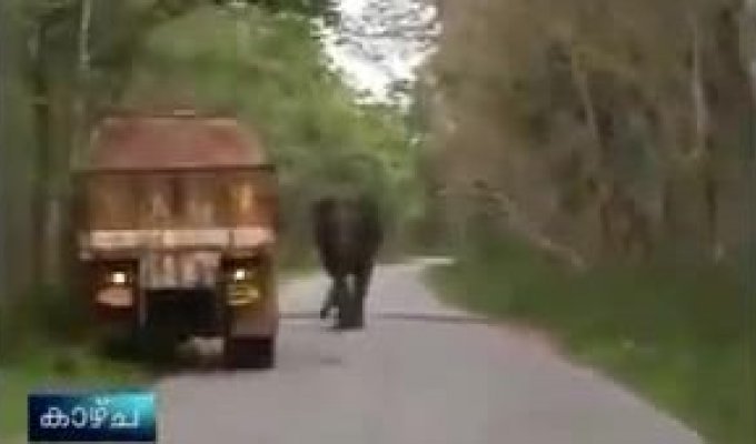 Слон атакует